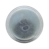 PAI INDUSTRIES ­-­ 040196 ­-­ CUP PLUG (6PCS) REPLACES CUMMINS 143066